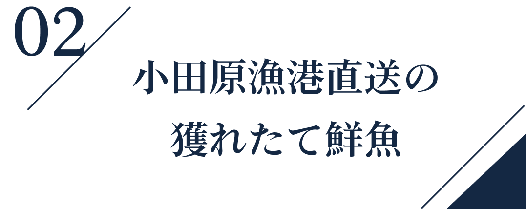 02小田原漁港直送の獲れたて鮮魚